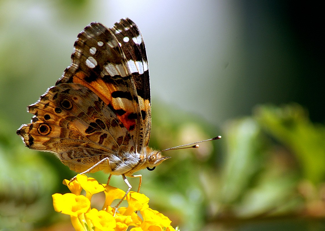 ויקטור קינה