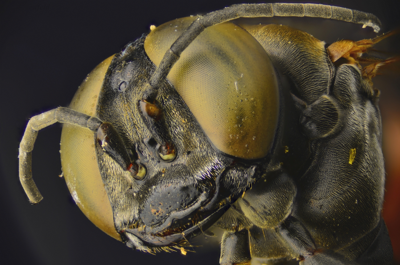 צילום: גרא נויפלד