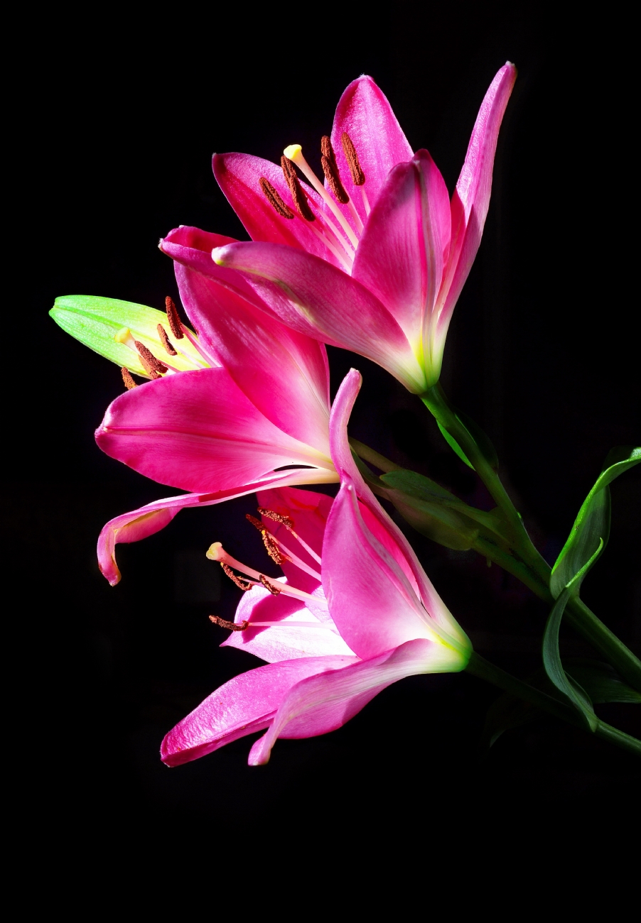 יואל ויסלוב