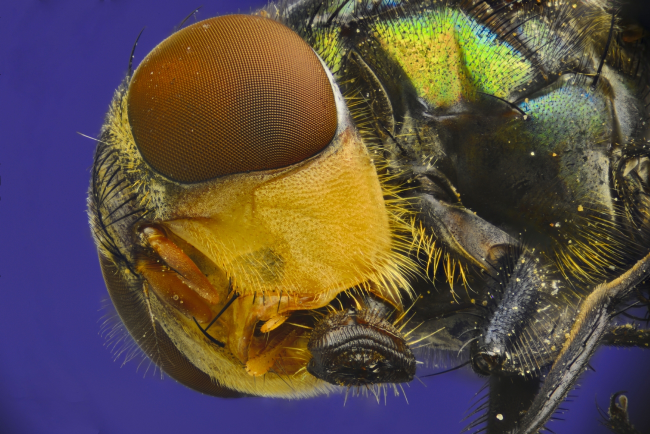צילום: גרא נויפלד