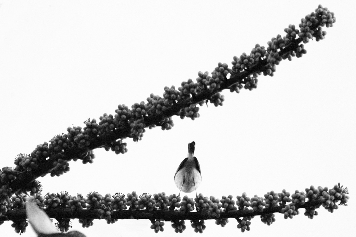 אלי יזרעאלב