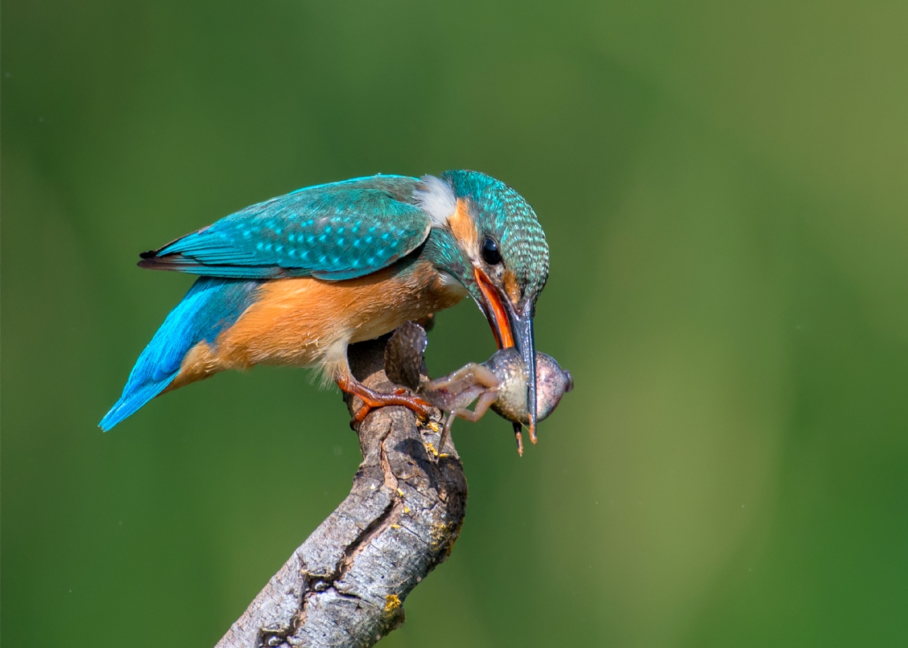 ‫שלום ניסימי‬‎