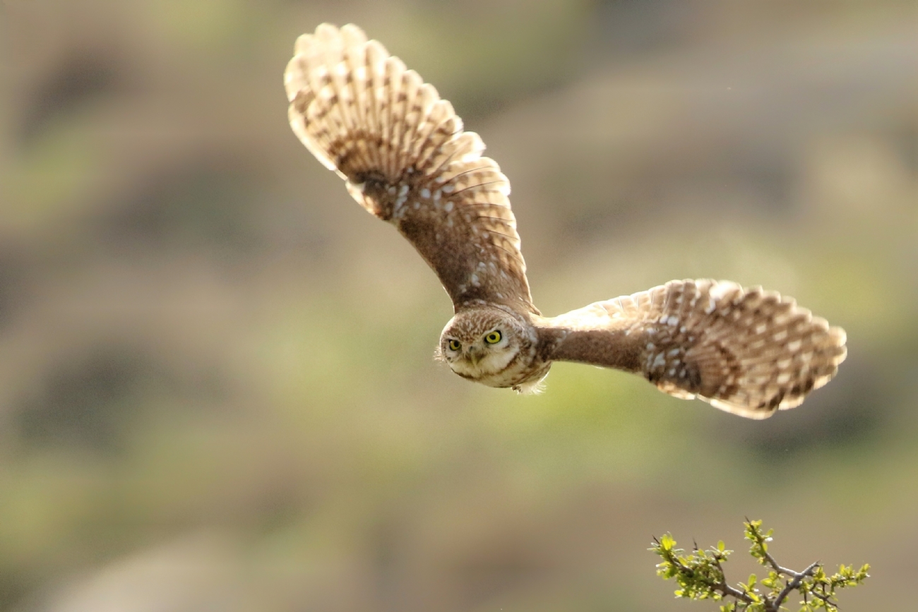 אליה הלברטל