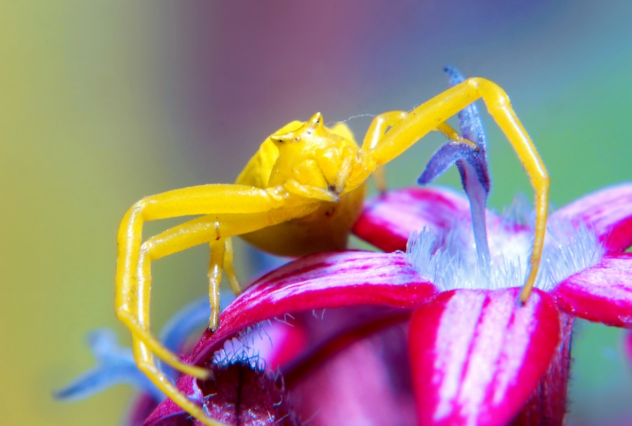 יואל ויסלוב