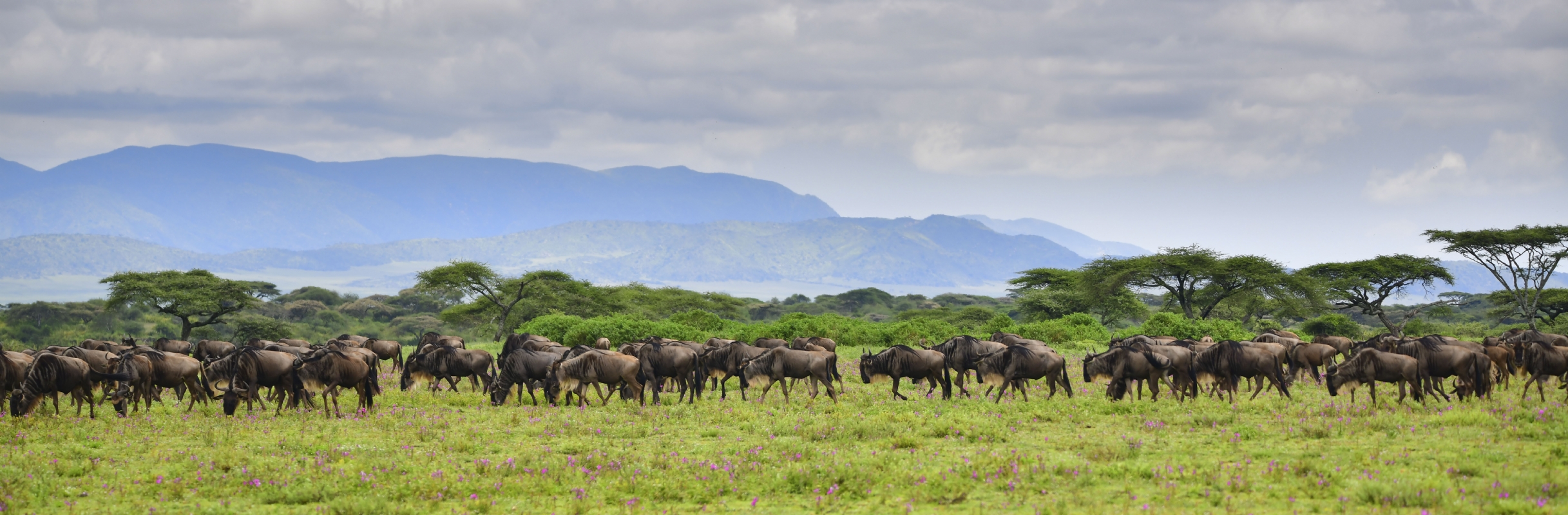 אביב בסוואנה | גנו  סוואנה