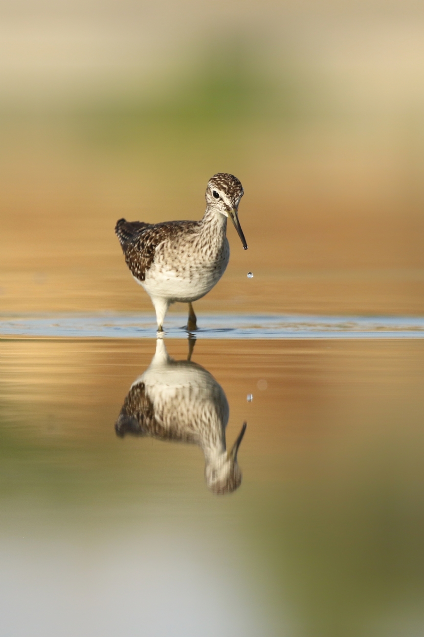 אליה הלברטל
