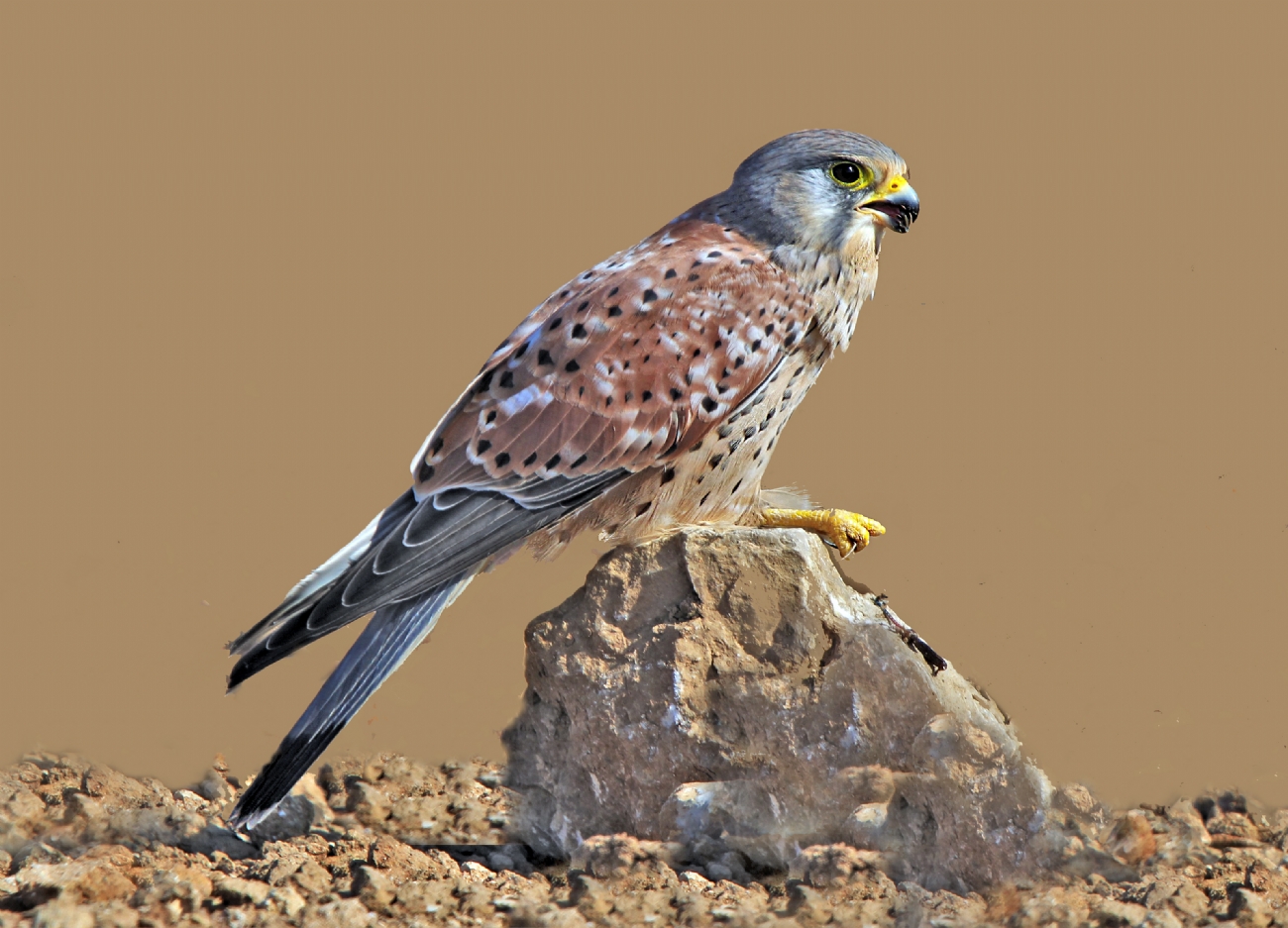 אריה טננבאום