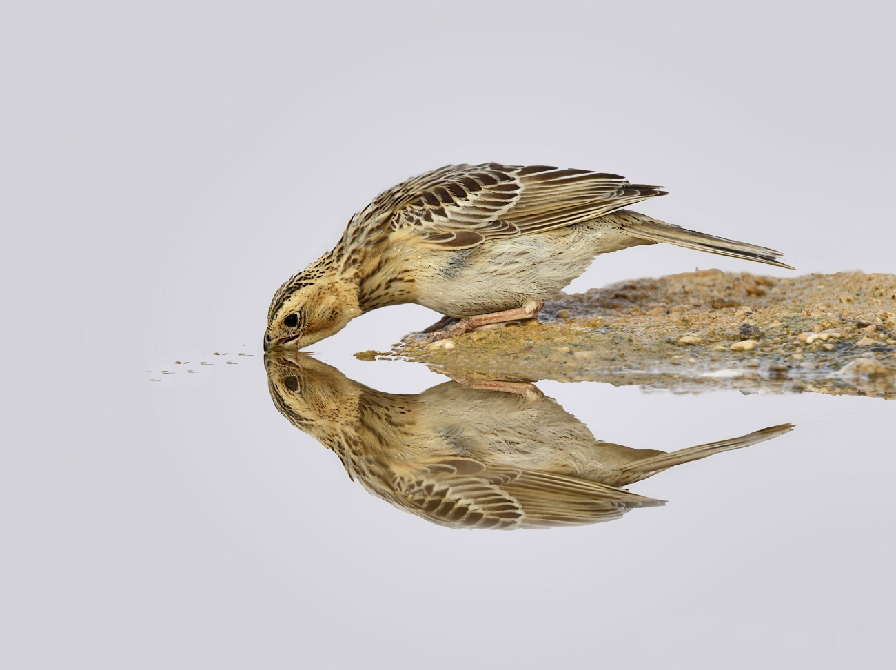 אריה טננבאום