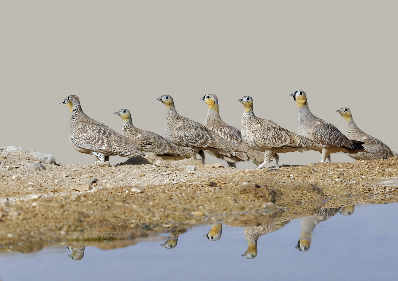 אריה טננבאום