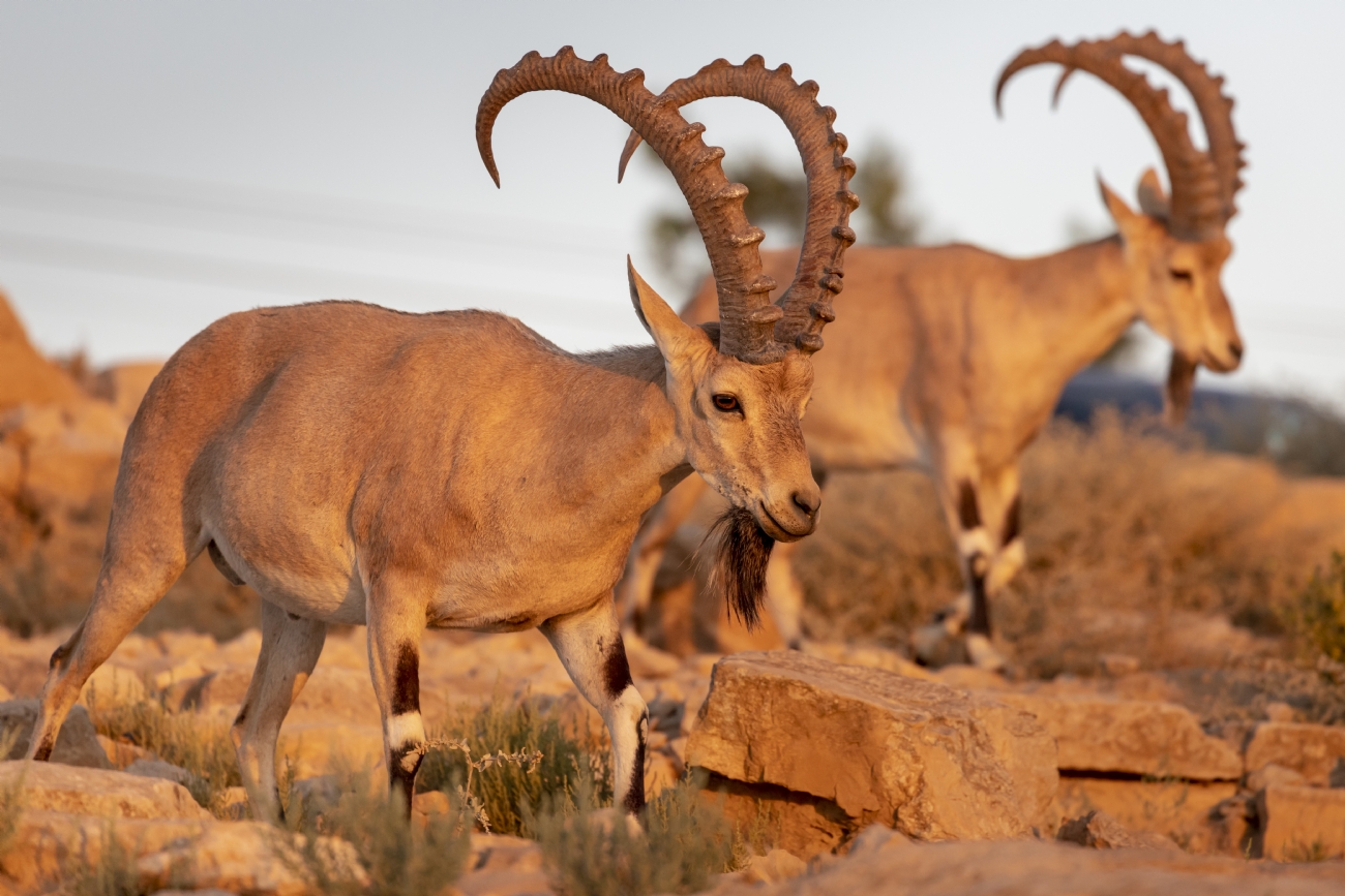 Обезьяна эбони лангур. Вомбат в австралии. Аддакс животное. Обитатель 6 букв. Обитатель 6 букв.