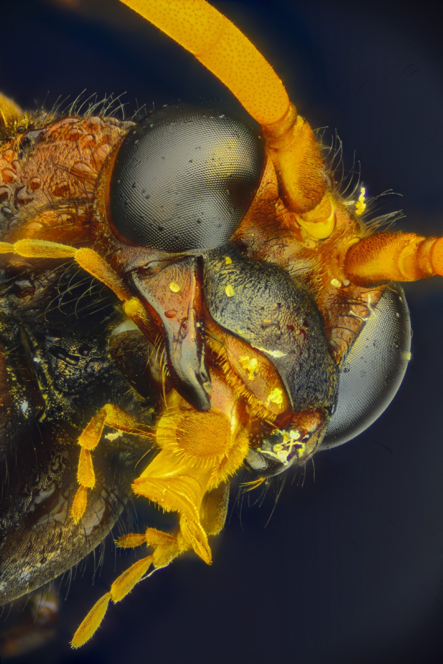 צילום: גרא נויפלד