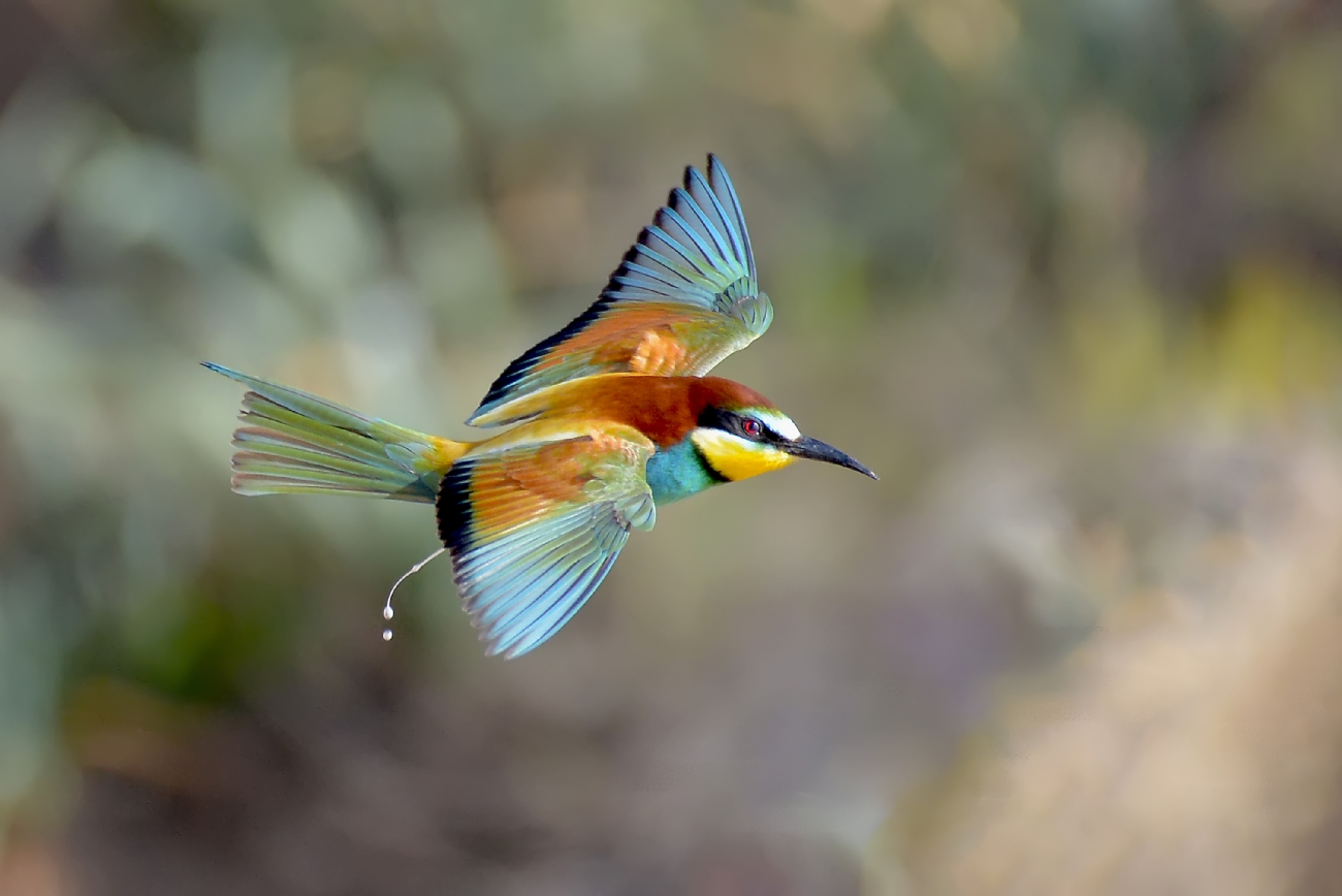 ‫שלום ניסימי‬‎