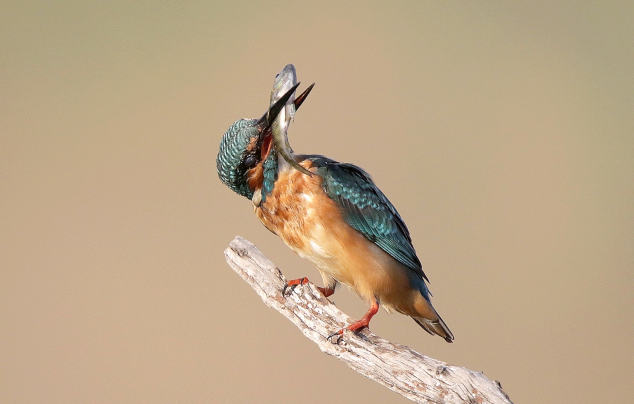 צילום: ישראל שדה