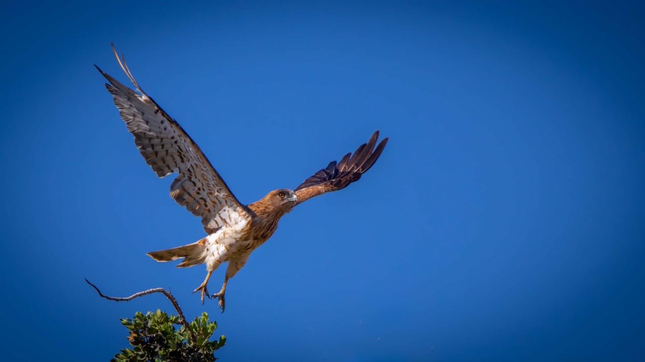 אביעד סלקמון