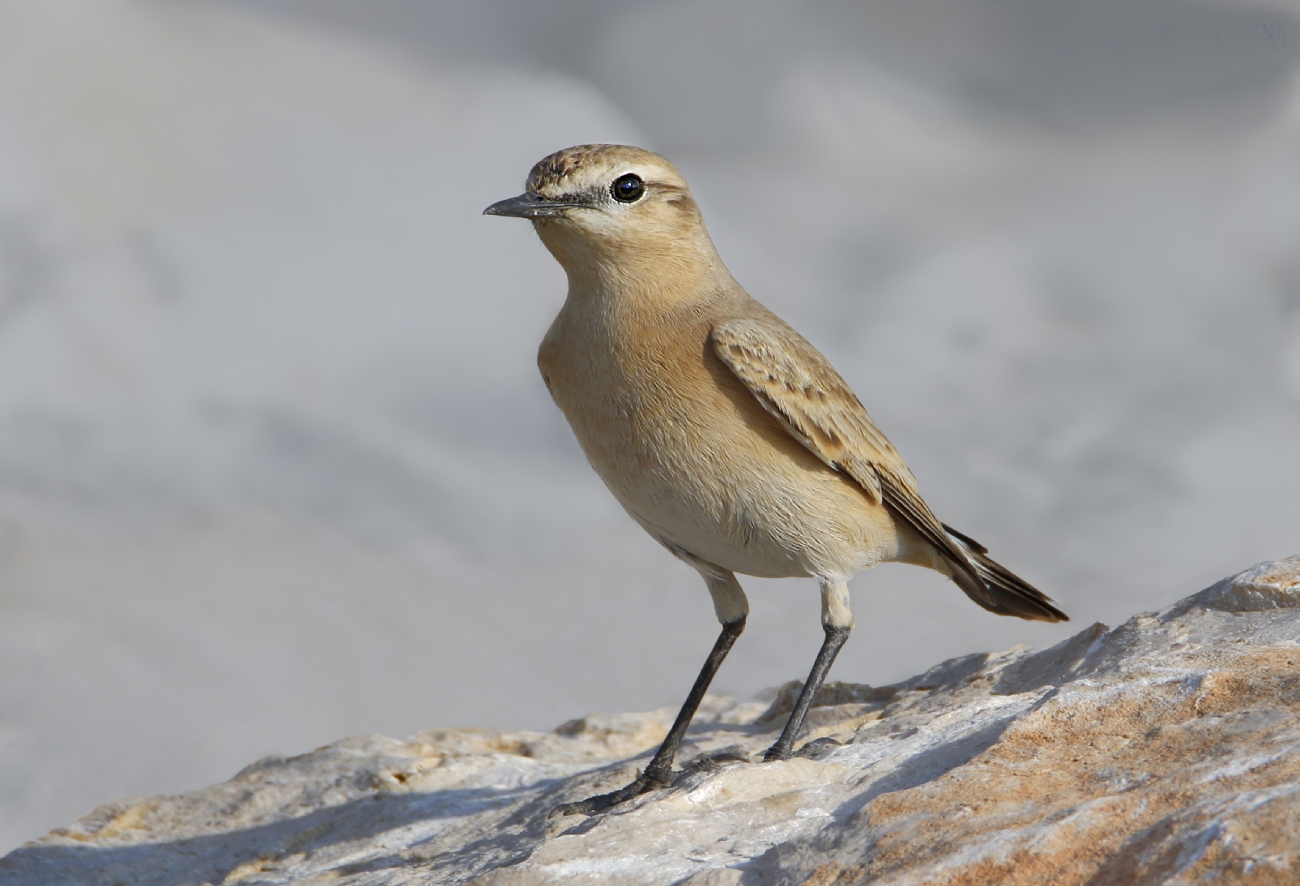 אריה טננבאום