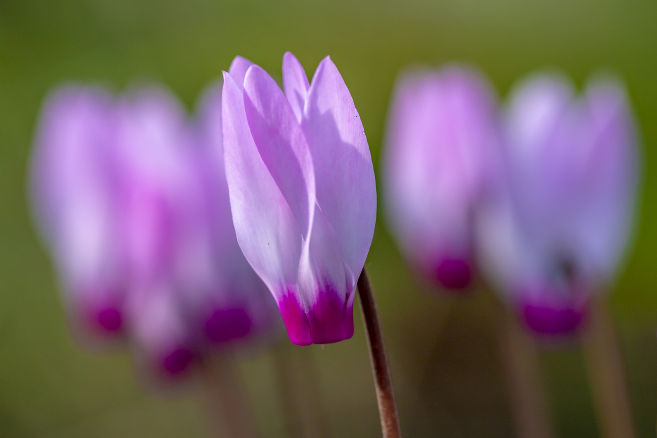 ניקולאי טטרצוק