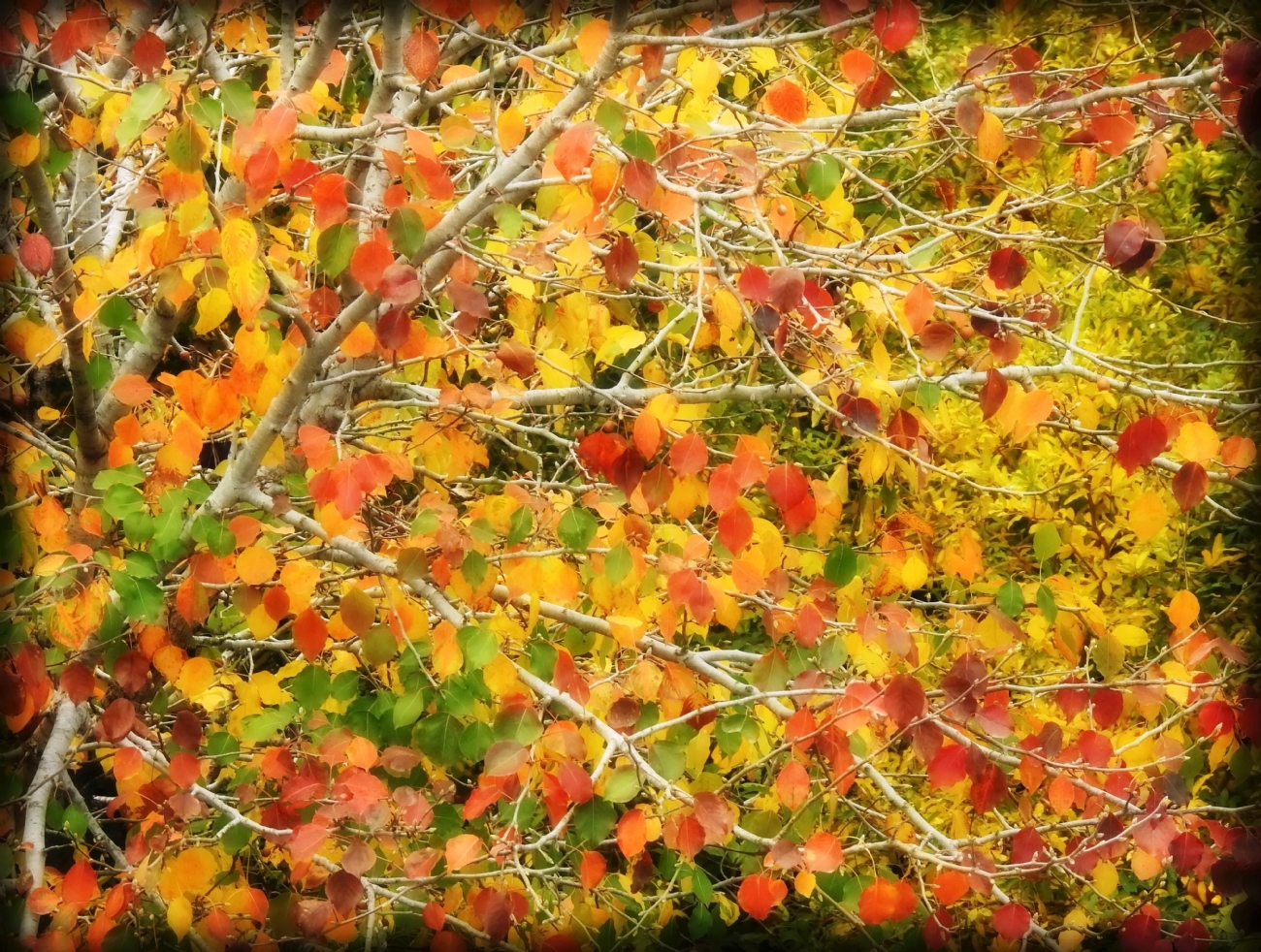 נאוה פמיליה