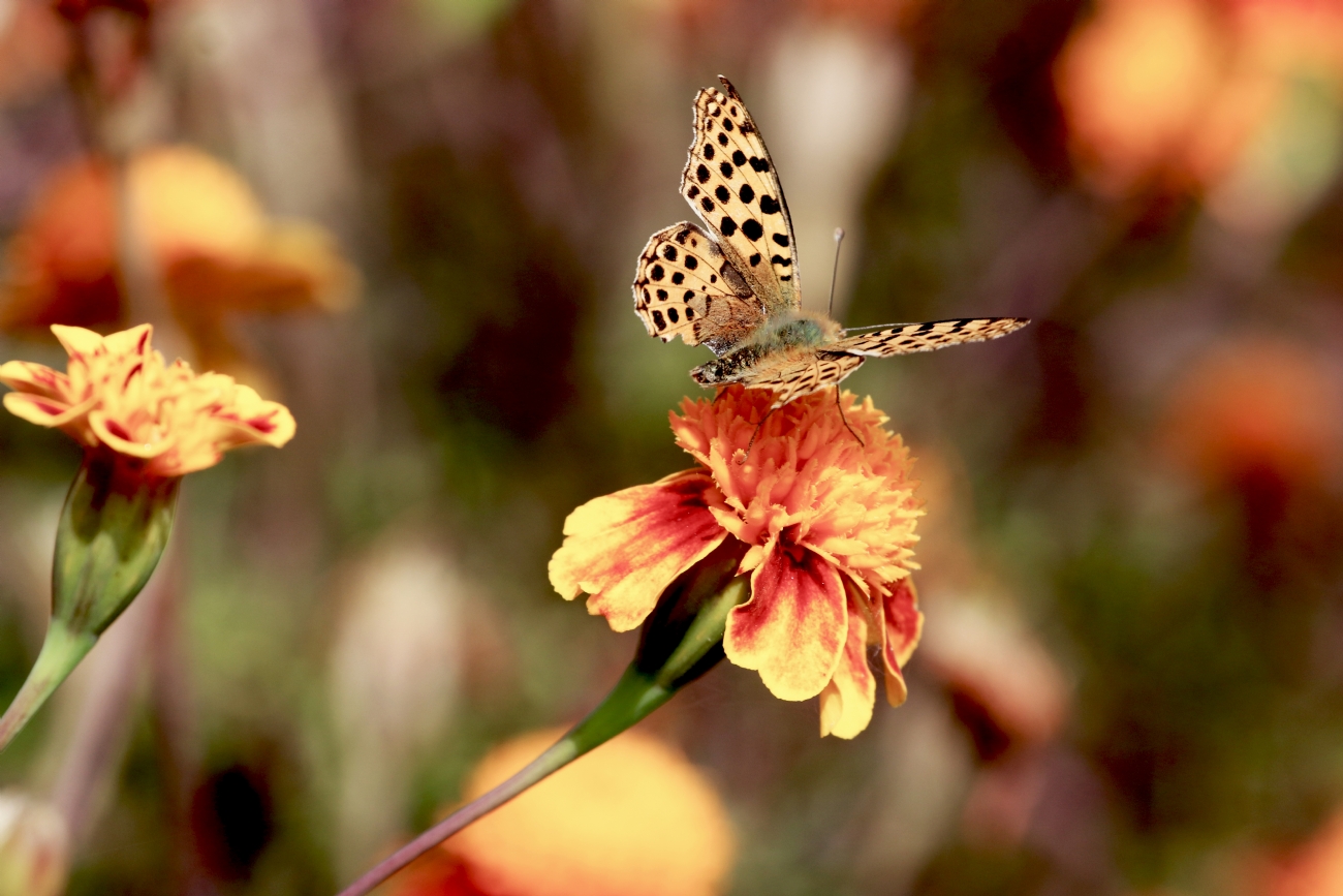מיכל דה פורטו