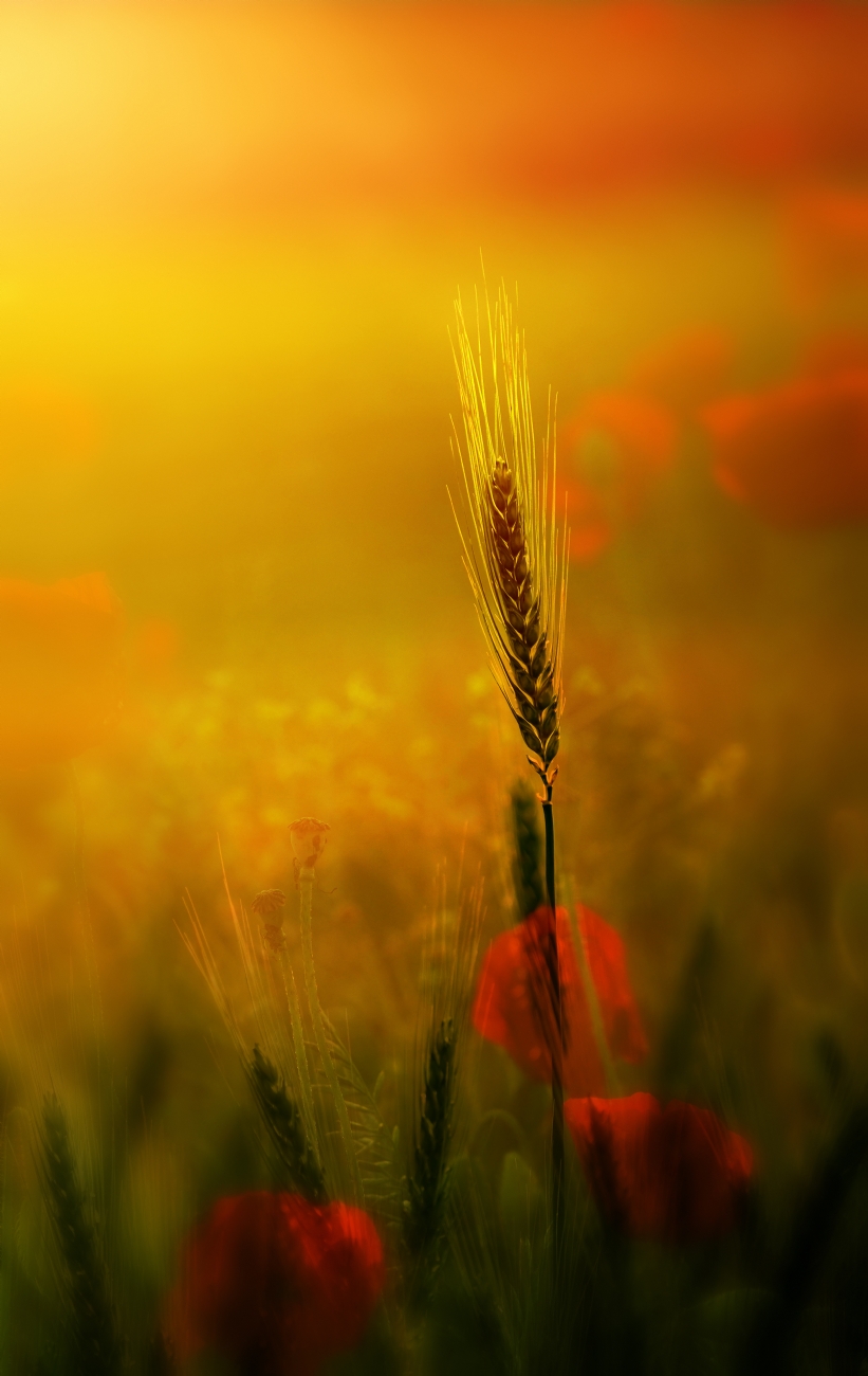 צילום: אורית גפני