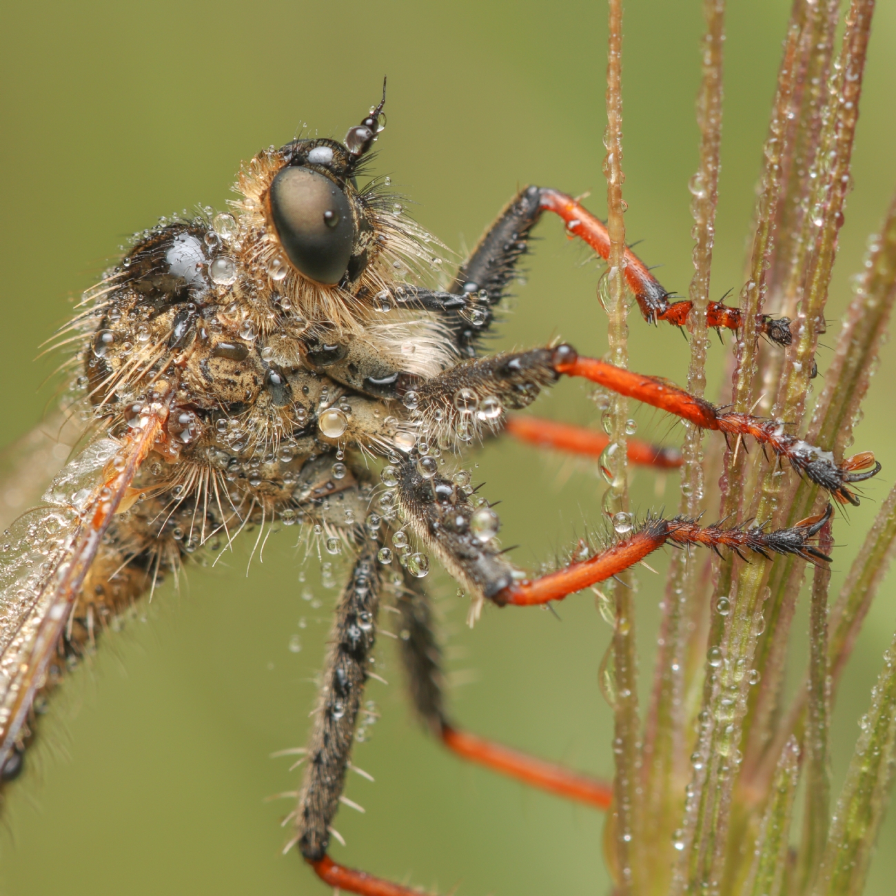Gaya Rudner Borenshtein