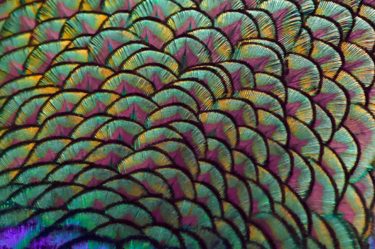 ������ �����