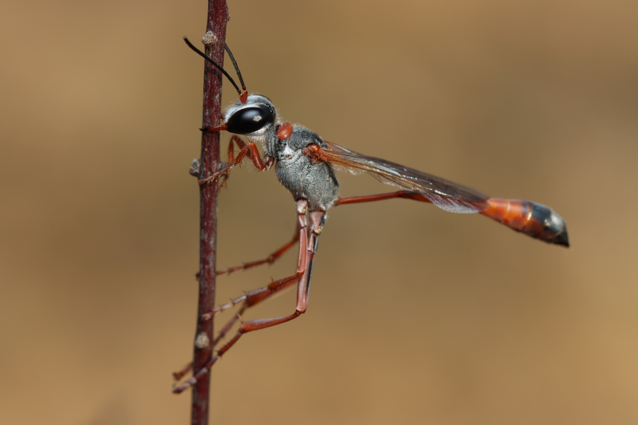 Gaya Rudner Borenshtein