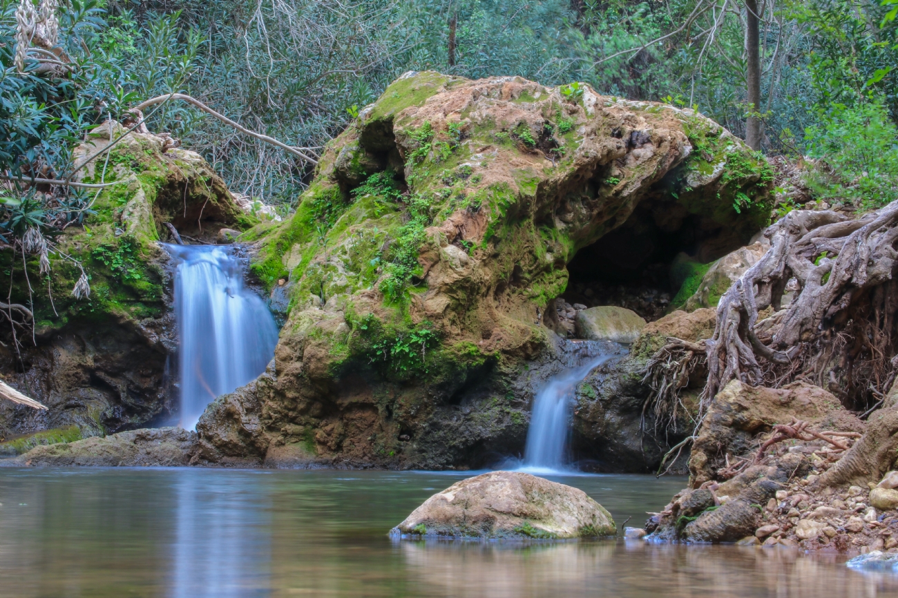 אביעד סלקמון