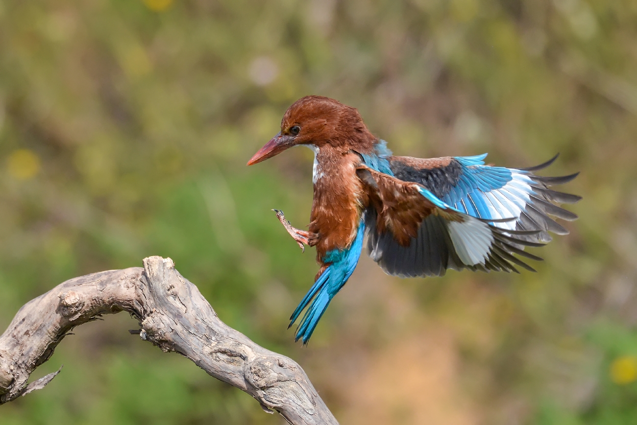 ‫שלום ניסימי‬‎