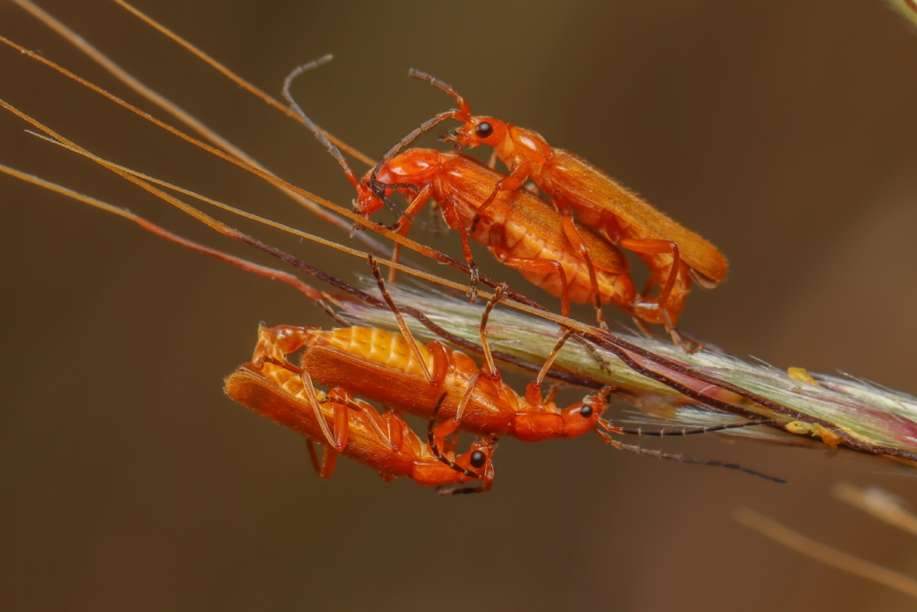 Gaya Rudner Borenshtein
