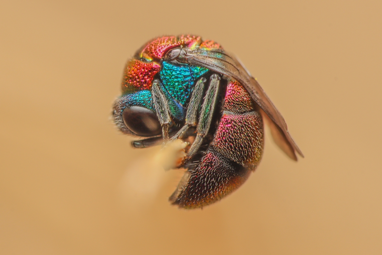 Gaya Rudner Borenshtein