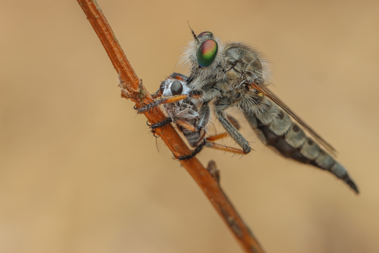 Gaya Rudner Borenshtein
