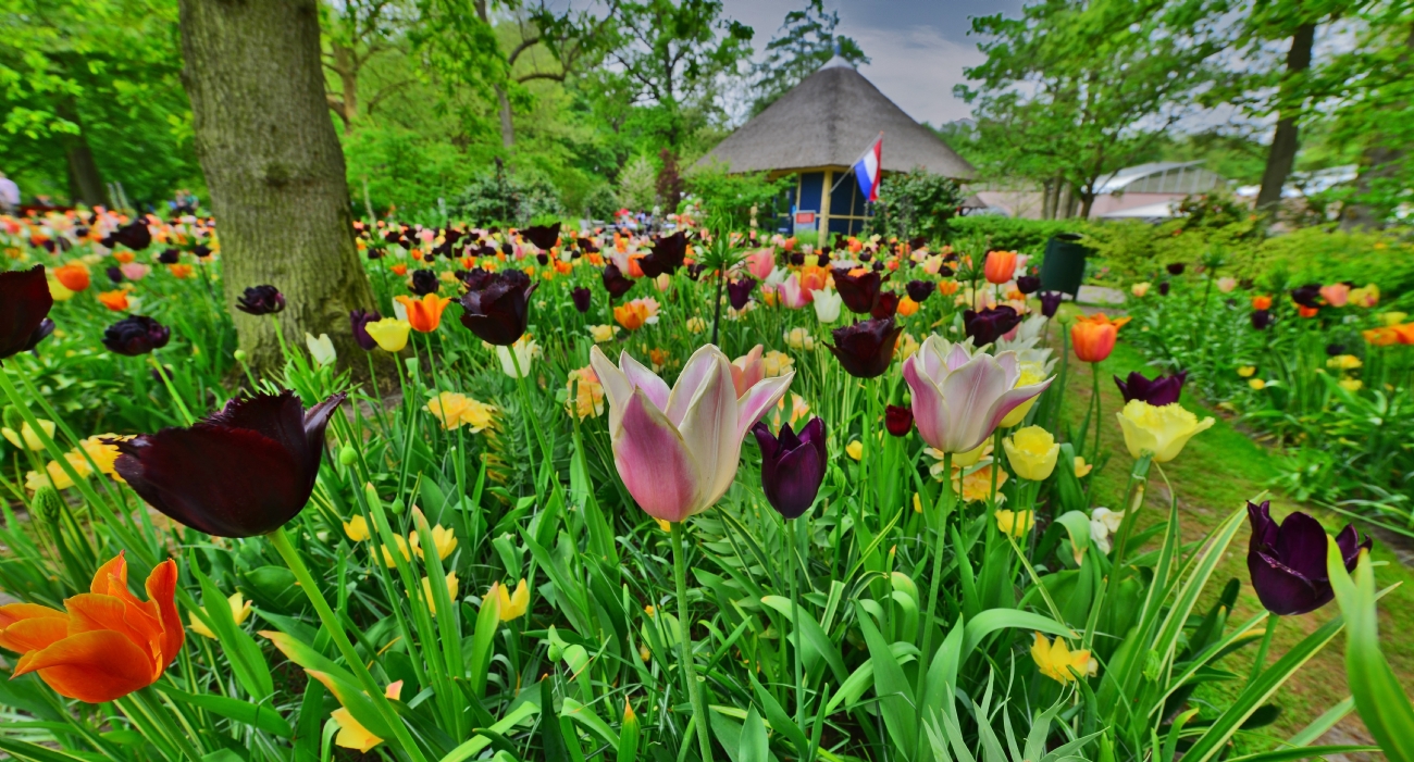 ���� ����