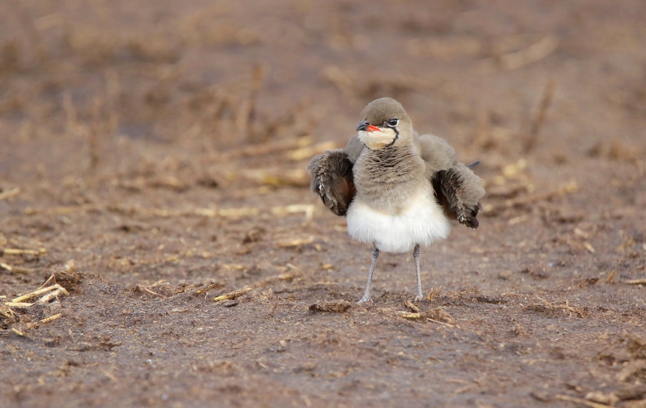 ����� ����� ���