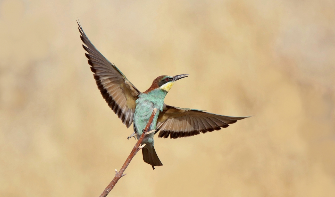 ����� ����