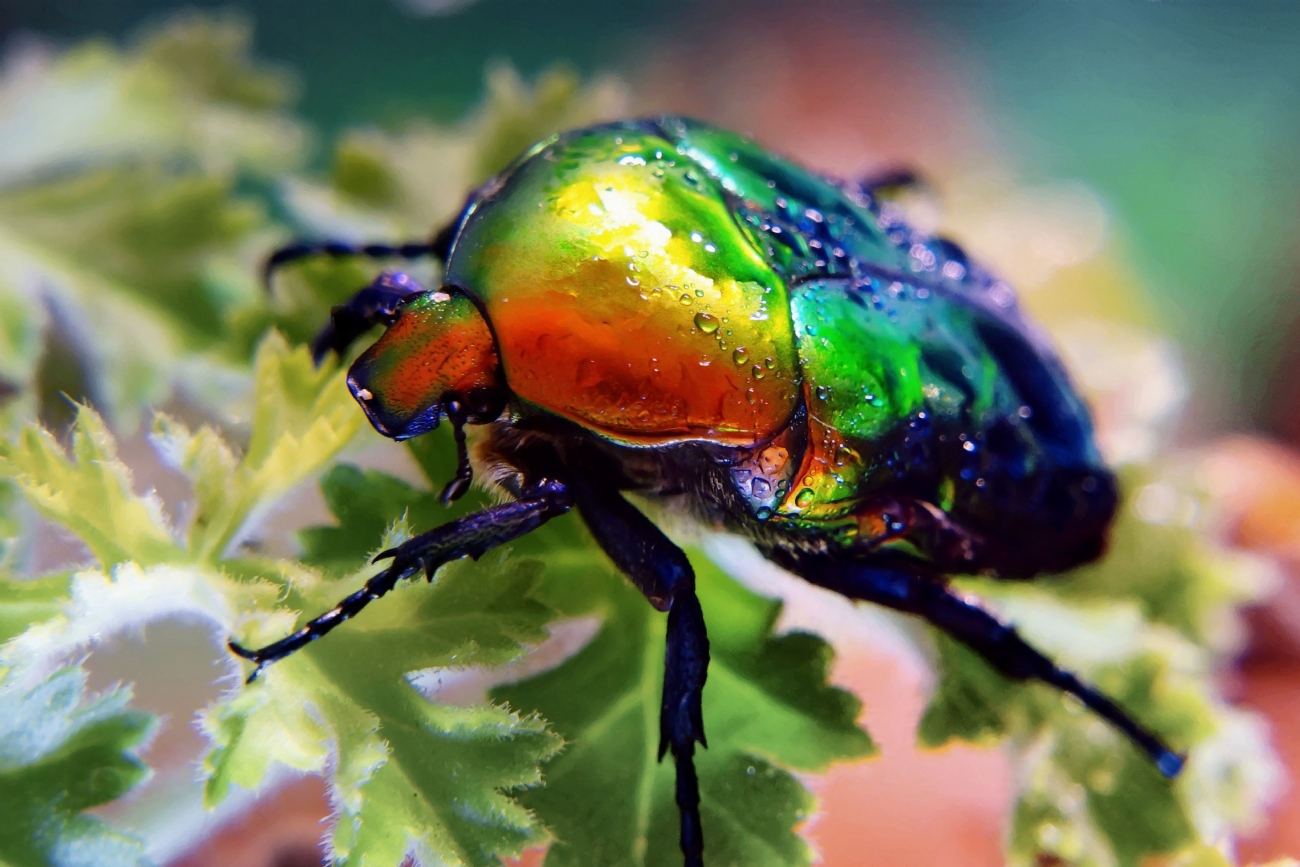 ������� ������