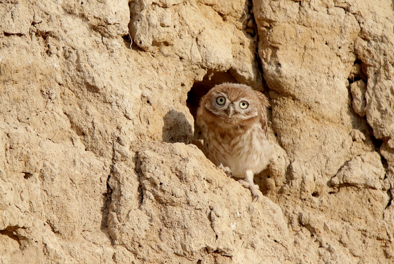 ��� ������ �����