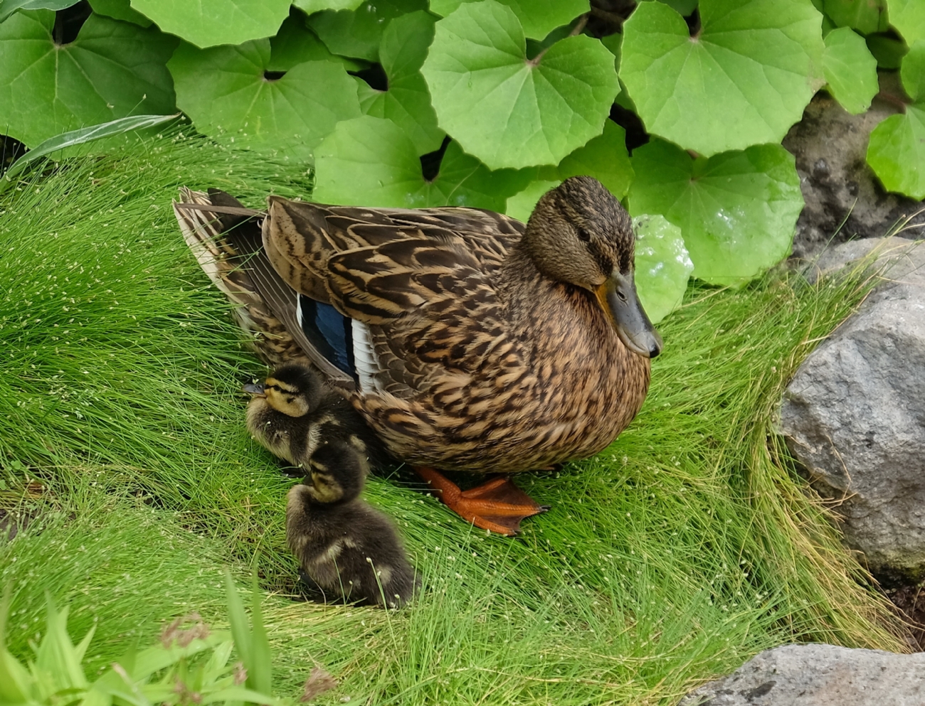 "��� ���� ���� ����"