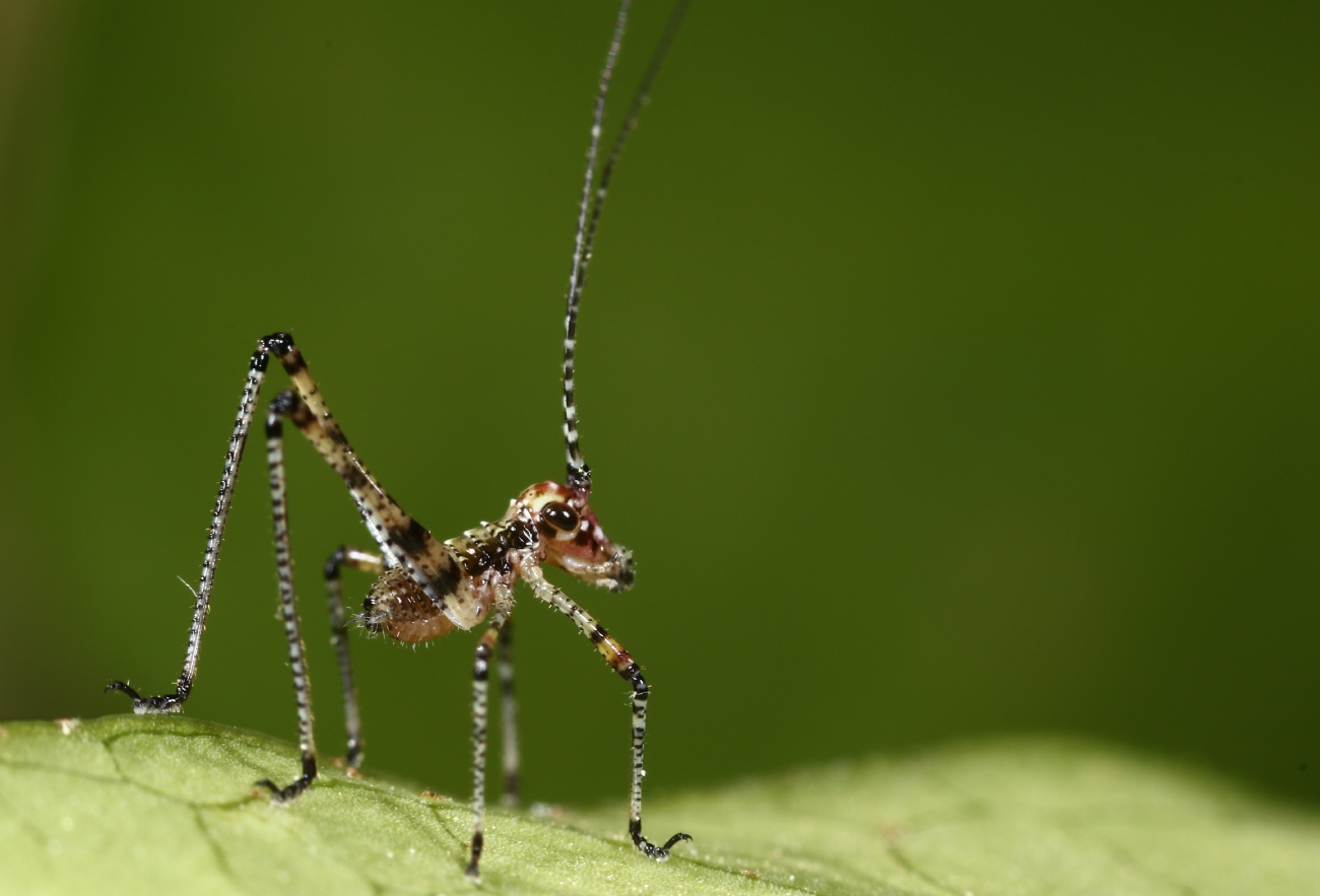 ����� �� �����