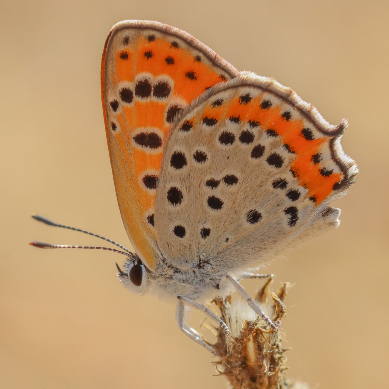 ������ �����