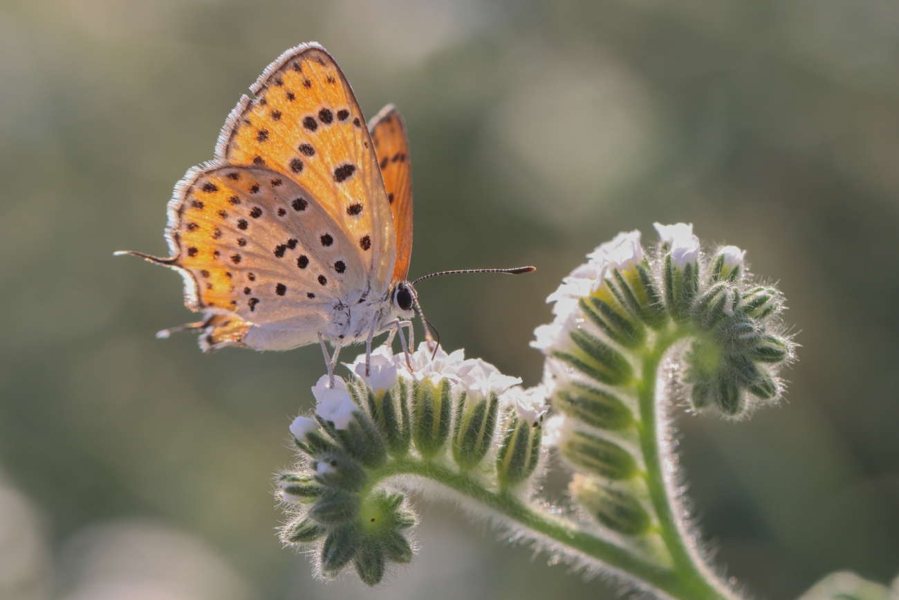 Gaya Rudner Borenshtein