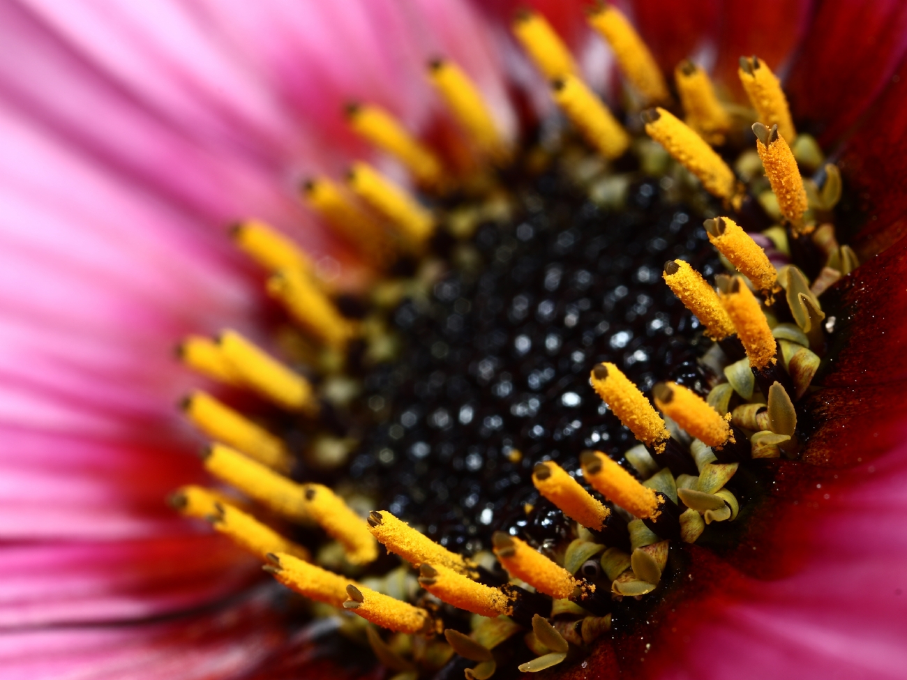 ������ �� ��� ���� ���