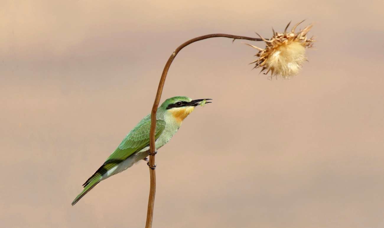 ����� ���� 3