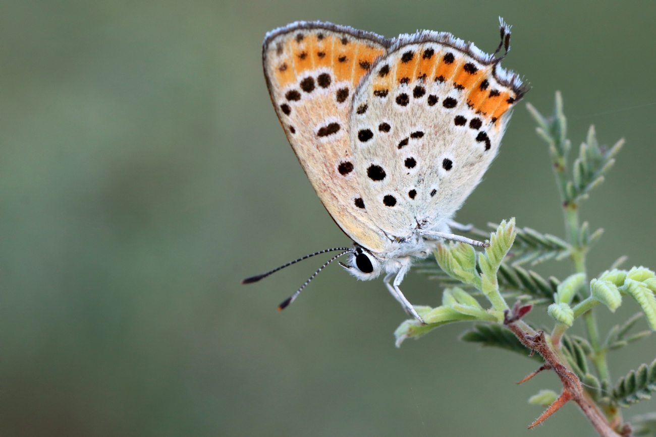 ����� �����