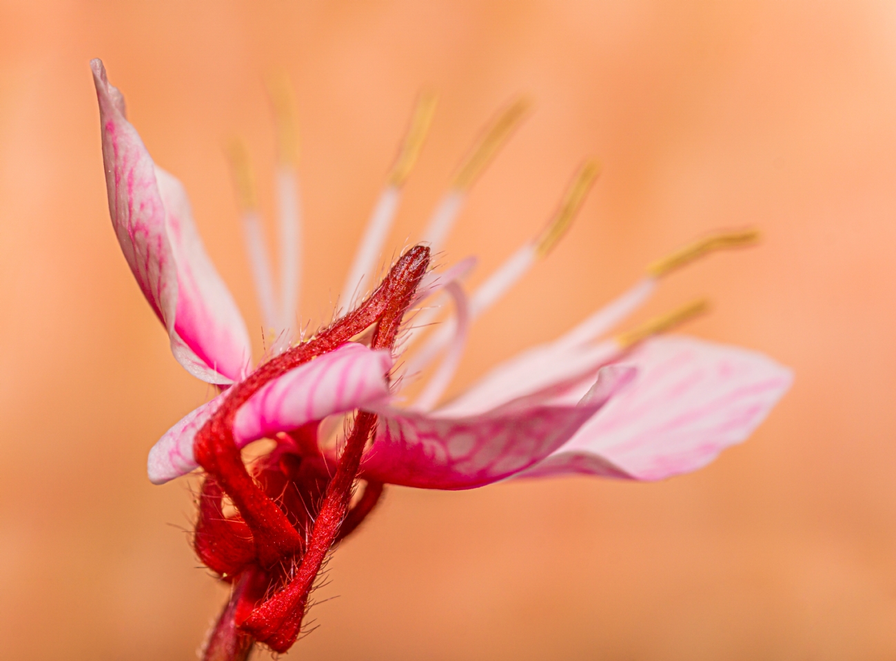 ���� ����