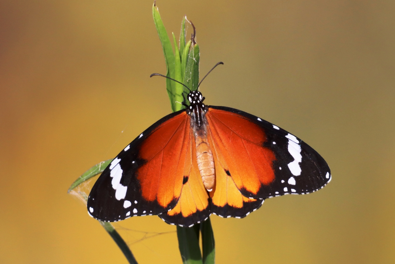 ����� �����