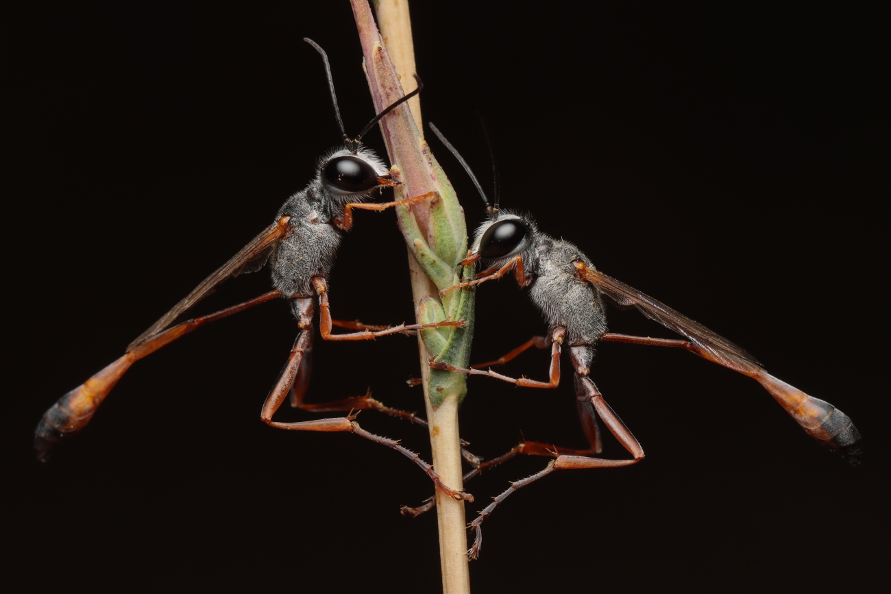 Gaya Rudner Borenshtein