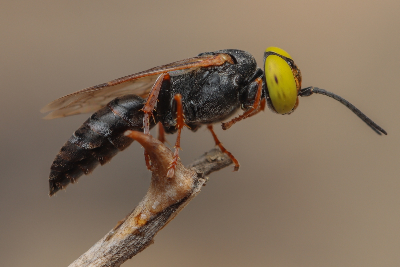 Gaya Rudner Borenshtein