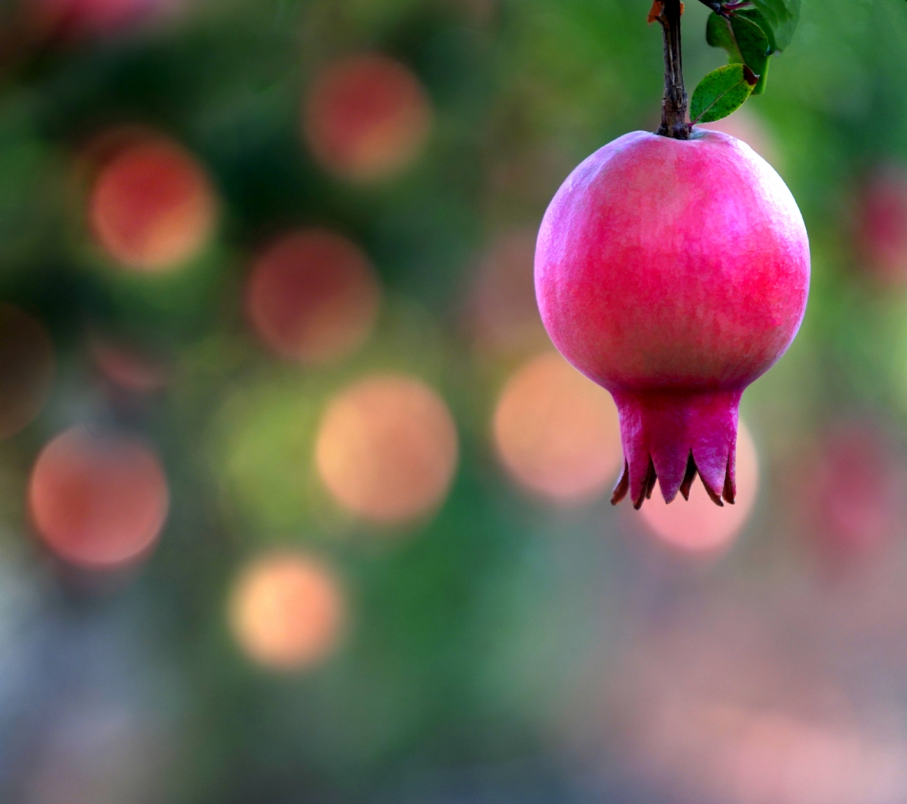 צילום: אורית גפני