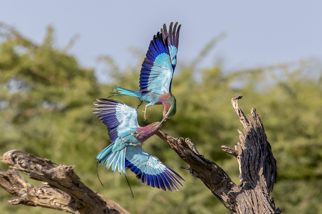 נועם פרישוף