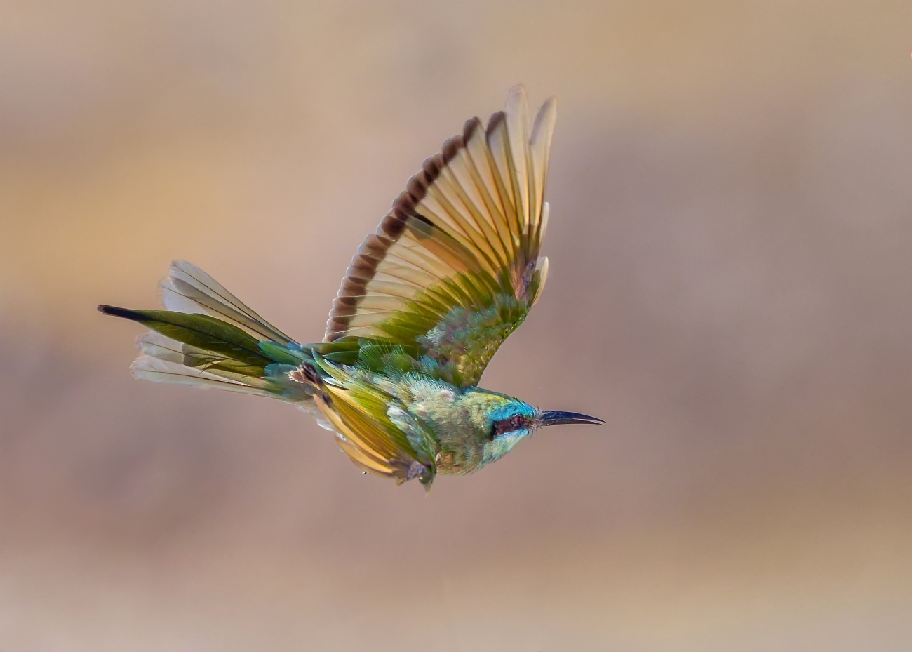 ‫שלום ניסימי‬‎